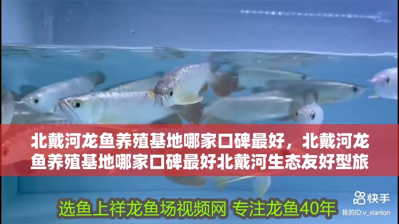 北戴河龍魚養(yǎng)殖基地哪家口碑最好，北戴河龍魚養(yǎng)殖基地哪家口碑最好北戴河生態(tài)友好型旅居基地對比清單