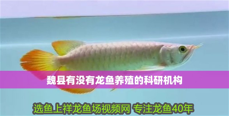 魏縣有沒有龍魚養殖的科研機構