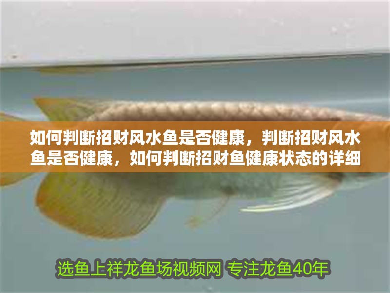 如何判斷招財風水魚是否健康，判斷招財風水魚是否健康，如何判斷招財魚健康狀態的詳細指南