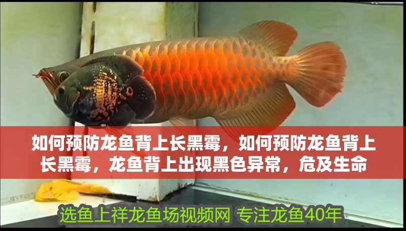 如何預防龍魚背上長黑霉，如何預防龍魚背上長黑霉，龍魚背上出現黑色異常，危及生命