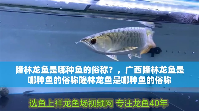 隆林龍魚是哪種魚的俗稱？，廣西隆林龍魚是哪種魚的俗稱隆林龍魚是哪種魚的俗稱