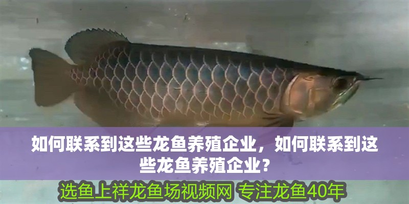 如何聯(lián)系到這些龍魚養(yǎng)殖企業(yè)，如何聯(lián)系到這些龍魚養(yǎng)殖企業(yè)？