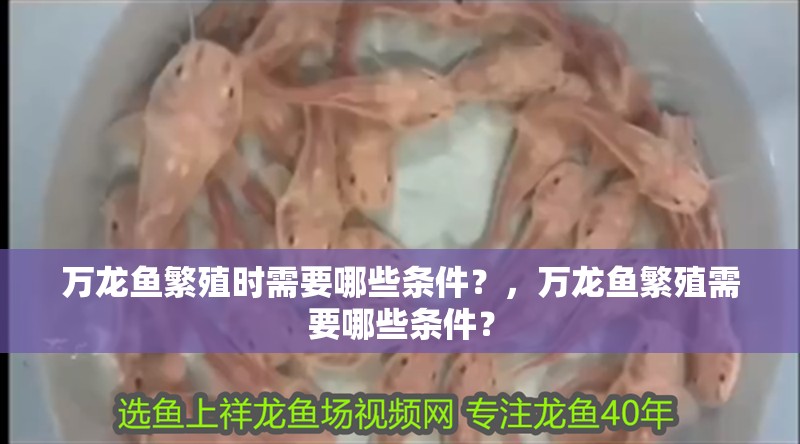 萬(wàn)龍魚繁殖時(shí)需要哪些條件？，萬(wàn)龍魚繁殖需要哪些條件？