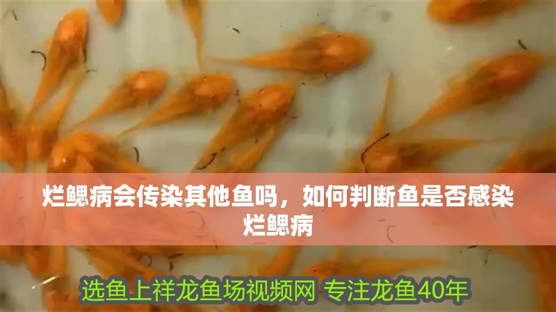 爛鰓病會(huì)傳染其他魚(yú)嗎，如何判斷魚(yú)是否感染爛鰓病