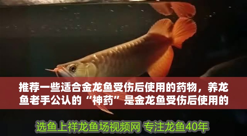 推薦一些適合金龍魚受傷后使用的藥物，養(yǎng)龍魚老手公認(rèn)的“神藥”是金龍魚受傷后使用的優(yōu)先級順序