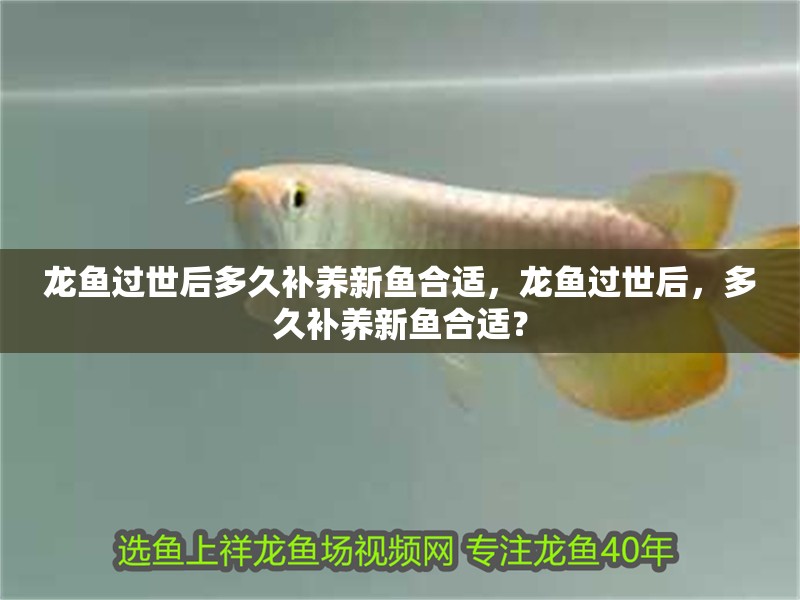 龍魚過世后多久補養(yǎng)新魚合適，龍魚過世后，多久補養(yǎng)新魚合適？