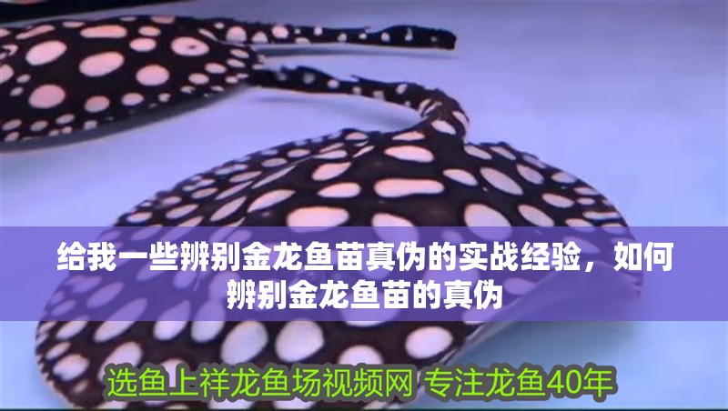 給我一些辨別金龍魚苗真偽的實戰經驗，如何辨別金龍魚苗的真偽