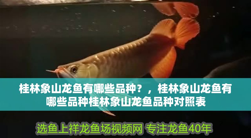 桂林象山龍魚有哪些品種？，桂林象山龍魚有哪些品種桂林象山龍魚品種對照表
