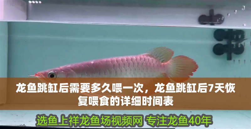 龍魚(yú)跳缸后需要多久喂一次，龍魚(yú)跳缸后7天恢復(fù)喂食的詳細(xì)時(shí)間表