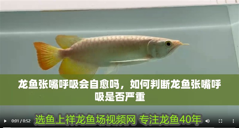 龍魚(yú)張嘴呼吸會(huì)自愈嗎，如何判斷龍魚(yú)張嘴呼吸是否嚴(yán)重