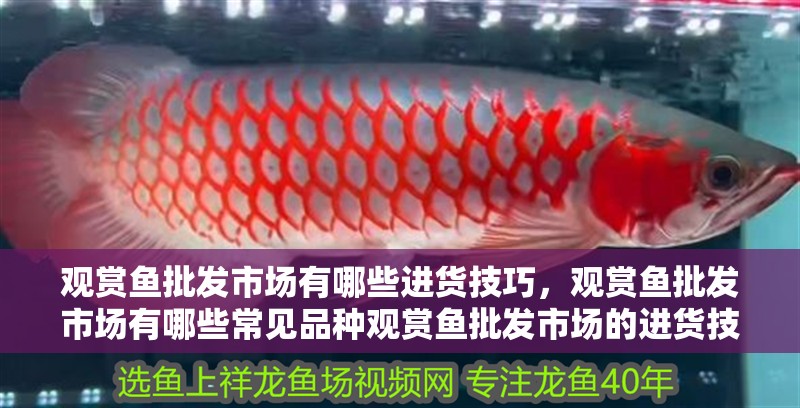 觀賞魚批發市場有哪些進貨技巧，觀賞魚批發市場有哪些常見品種觀賞魚批發市場的進貨技巧
