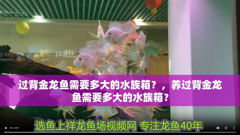 過背金龍魚需要多大的水族箱？，養過背金龍魚需要多大的水族箱？