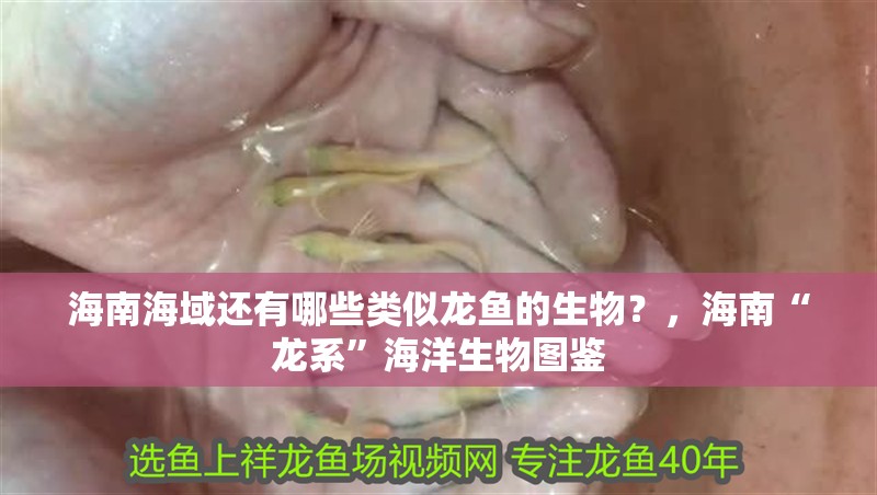 海南海域還有哪些類似龍魚的生物？，海南“龍系”海洋生物圖鑒