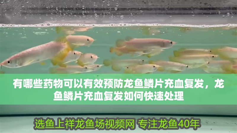 有哪些藥物可以有效預防龍魚鱗片充血復發，龍魚鱗片充血復發如何快速處理