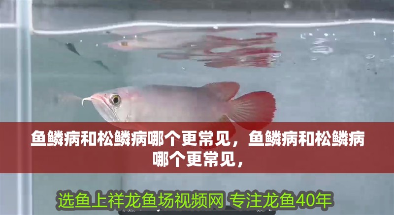 魚鱗病和松鱗病哪個更常見，魚鱗病和松鱗病哪個更常見，