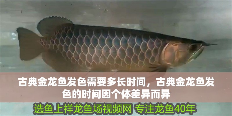 古典金龍魚發(fā)色需要多長時間，古典金龍魚發(fā)色的時間因個體差異而異