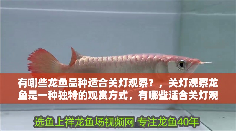 有哪些龍魚品種適合關(guān)燈觀察？，關(guān)燈觀察龍魚是一種獨(dú)特的觀賞方式，有哪些適合關(guān)燈觀察的龍魚品種