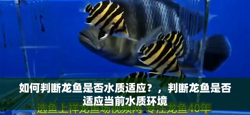 如何判斷龍魚是否水質適應？，判斷龍魚是否適應當前水質環境