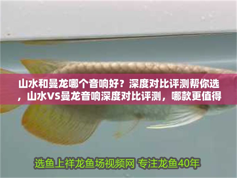 山水和曼龍哪個音響好？深度對比評測幫你選，山水VS曼龍音響深度對比評測，哪款更值得入手？