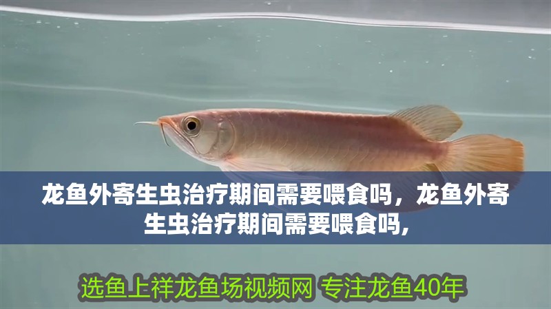 龍魚外寄生蟲治療期間需要喂食嗎，龍魚外寄生蟲治療期間需要喂食嗎,