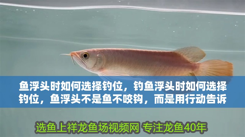 魚浮頭時如何選擇釣位，釣魚浮頭時如何選擇釣位，魚浮頭不是魚不咬鉤，而是用行動告訴你