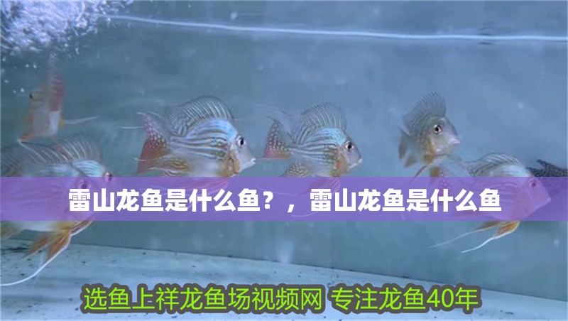 雷山龍魚是什么魚？，雷山龍魚是什么魚