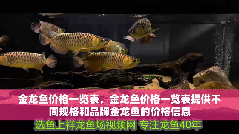 金龍魚價格一覽表，金龍魚價格一覽表提供不同規格和品牌金龍魚的價格信息