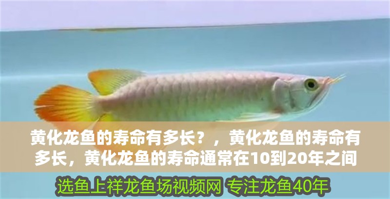 黃化龍魚的壽命有多長？，黃化龍魚的壽命有多長，黃化龍魚的壽命通常在10到20年之間