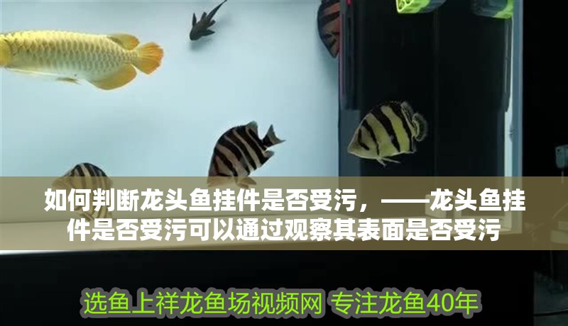 如何判斷龍頭魚掛件是否受污，——龍頭魚掛件是否受污可以通過觀察其表面是否受污