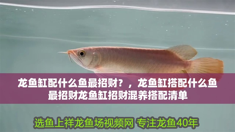 龍魚缸配什么魚最招財？，龍魚缸搭配什么魚最招財龍魚缸招財混養搭配清單