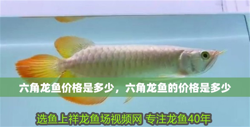 六角龍魚價格是多少，六角龍魚的價格是多少