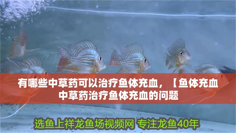 有哪些中草藥可以治療魚體充血，【魚體充血中草藥治療魚體充血的問題