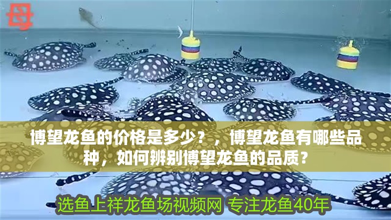 博望龍魚的價格是多少？，博望龍魚有哪些品種，如何辨別博望龍魚的品質？