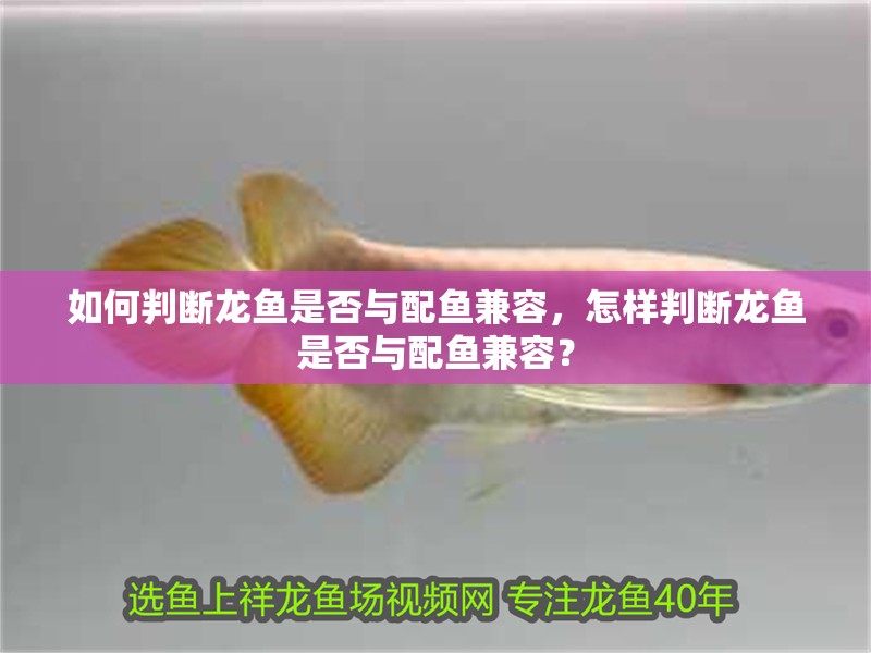 如何判斷龍魚是否與配魚兼容，怎樣判斷龍魚是否與配魚兼容？