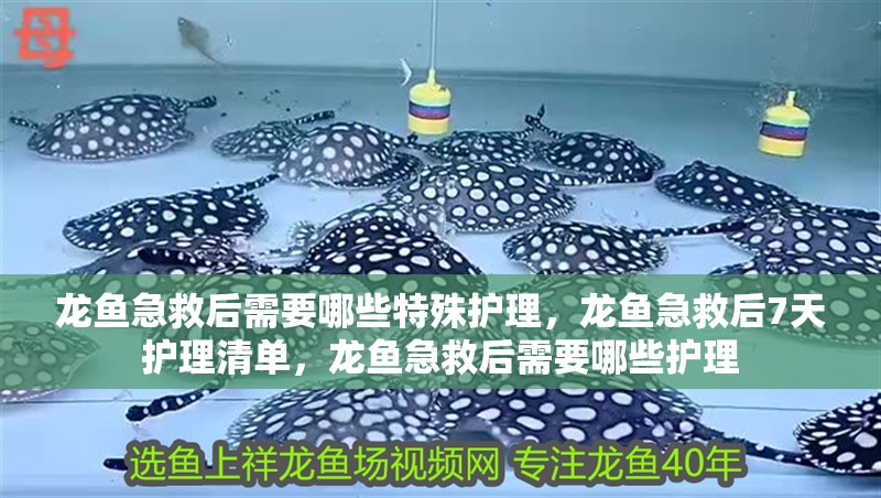 龍魚(yú)急救后需要哪些特殊護(hù)理，龍魚(yú)急救后7天護(hù)理清單，龍魚(yú)急救后需要哪些護(hù)理