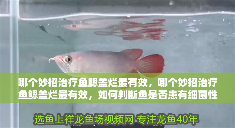 哪個妙招治療魚鰓蓋爛最有效，哪個妙招治療魚鰓蓋爛最有效，如何判斷魚是否患有細菌性爛鰓病