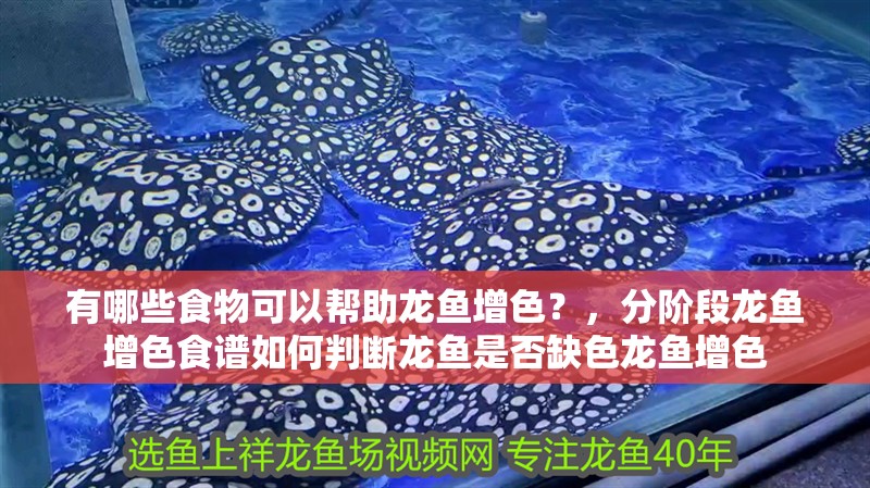 有哪些食物可以幫助龍魚增色？，分階段龍魚增色食譜如何判斷龍魚是否缺色龍魚增色