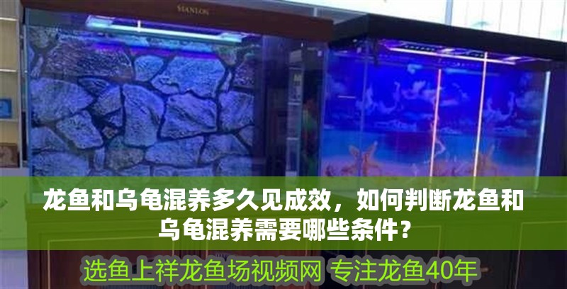 龍魚和烏龜混養(yǎng)多久見成效，如何判斷龍魚和烏龜混養(yǎng)需要哪些條件？