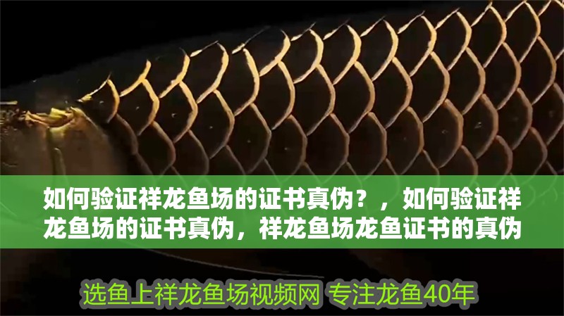 如何驗證祥龍魚場的證書真偽？，如何驗證祥龍魚場的證書真偽，祥龍魚場龍魚證書的真偽