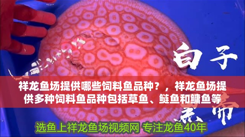 祥龍魚場提供哪些飼料魚品種？，祥龍魚場提供多種飼料魚品種包括草魚、鰱魚和鳙魚等