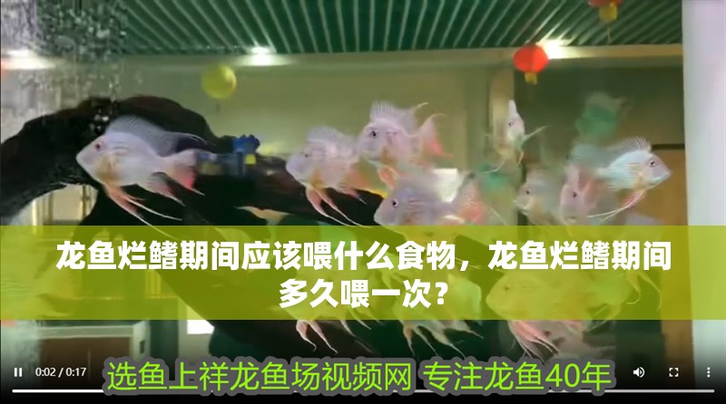 龍魚爛鰭期間應該喂什么食物，龍魚爛鰭期間多久喂一次？