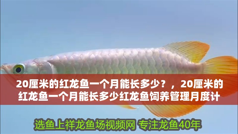 20厘米的紅龍魚一個月能長多少？，20厘米的紅龍魚一個月能長多少紅龍魚飼養管理月度計劃表