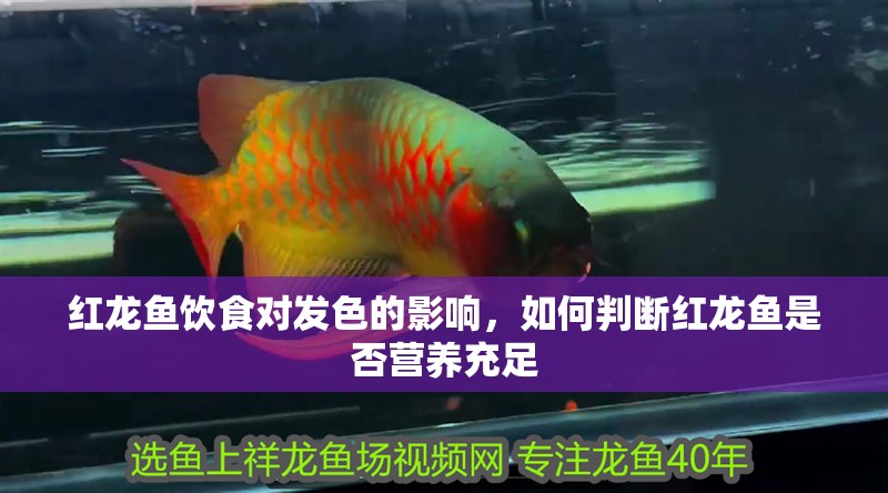 紅龍魚飲食對發色的影響，如何判斷紅龍魚是否營養充足