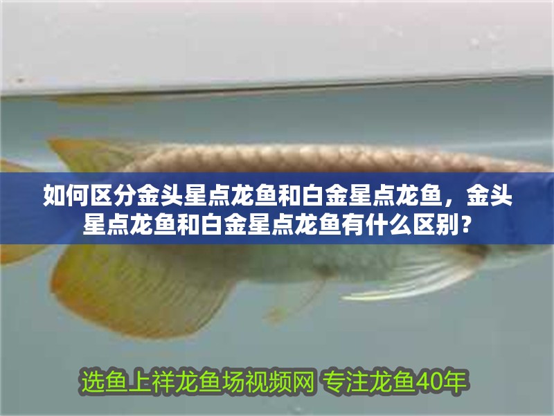 如何區分金頭星點龍魚和白金星點龍魚，金頭星點龍魚和白金星點龍魚有什么區別？
