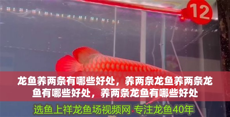龍魚養兩條有哪些好處，養兩條龍魚養兩條龍魚有哪些好處，養兩條龍魚有哪些好處