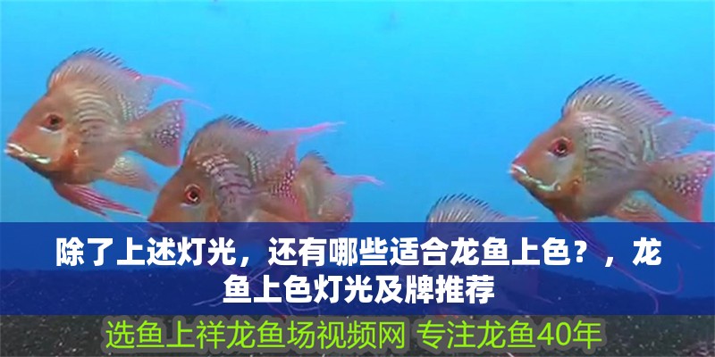 除了上述燈光，還有哪些適合龍魚上色？，龍魚上色燈光及牌推薦