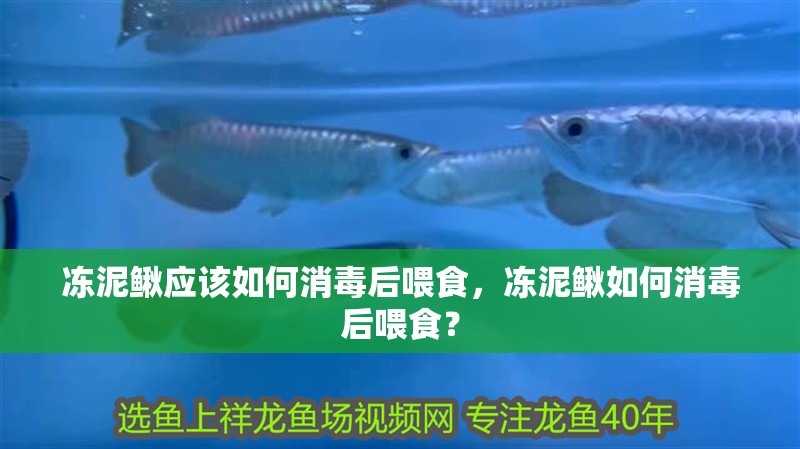 凍泥鰍應該如何消毒后喂食，凍泥鰍如何消毒后喂食？