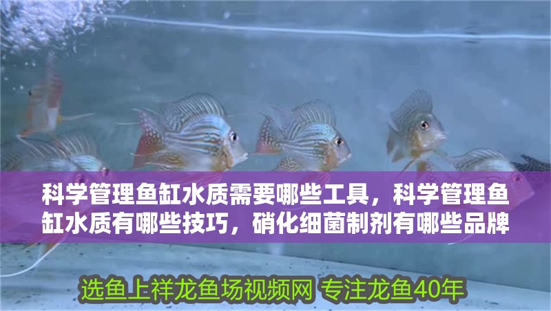科學管理魚缸水質需要哪些工具，科學管理魚缸水質有哪些技巧，硝化細菌制劑有哪些品牌推薦