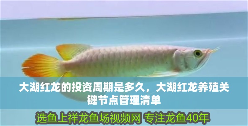 大湖紅龍的投資周期是多久，大湖紅龍養殖關鍵節點管理清單