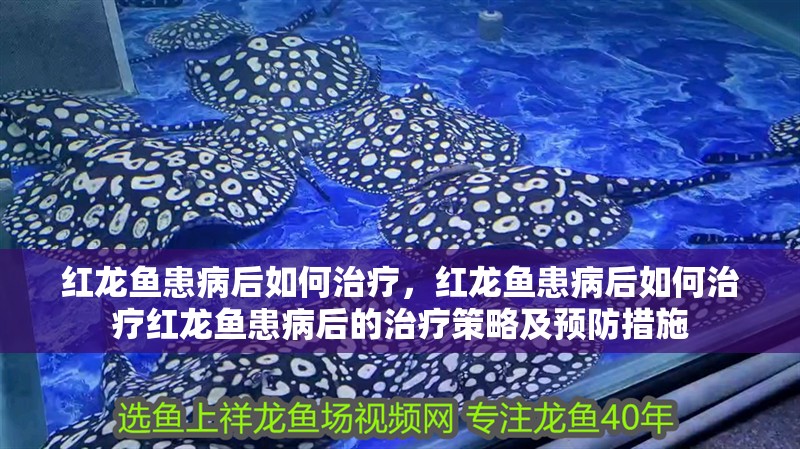 紅龍魚患病后如何治療，紅龍魚患病后如何治療紅龍魚患病后的治療策略及預防措施